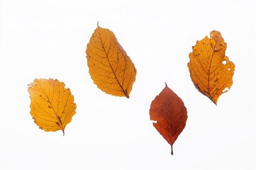 Wall Mural - Four leaves descending against a white backdrop