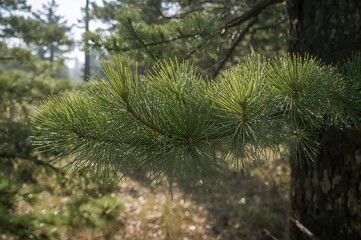 Wall Mural - Morning dew sparkles on vibrant pine needles as they gently sway.