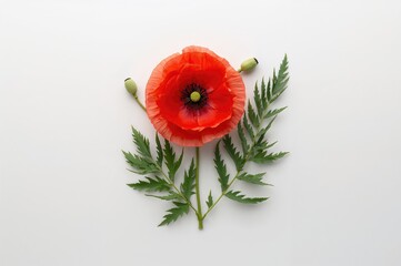 Wall Mural - Red poppy flowers with buds and green foliage on a white surface, viewed from above, flat layout