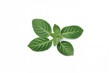 © vxnaghiyev - Green oregano sprigs isolated on a white surface
