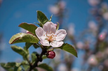 Wall Mural - close-up of an apple blossom in full bloom
