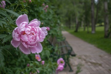 Wall Mural - vibrant pink peony blossoms thriving beside a garden pathway lined with benches amidst a scenic park