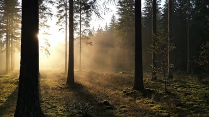 Wall Mural - Details of a misty morning forest emerge as the sun rises, casting a soft glow serene, commercial, sun