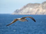 Gaviota en pleno vuelo sobre el mar con unos acantilados en el fondo