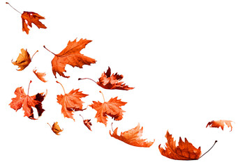 Wall Mural - leaf one falling flying in autumn saason isolated for background