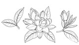 Botanical drawing of gardenia flowers and leaves.  Detailed line art