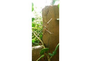 A spider sits on its web among the green bushes.