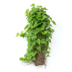 Wall Mural - Lush Green Vine Isolated on White Background, showcasing vibrant foliage and intricate root structure for botany design
