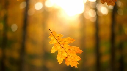 Wall Mural - Golden autumn oak leaves slowly fall to the forest floor in soft, diffused light, cinematic slow motion fall, tranquil, beauty