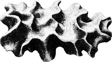 Detailed coral structure in an abstract style. Black and white graphic vector illustration, isolated on a clean background.