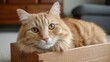© 69 - Adorable orange tabby cat relaxing in wooden box with serene expression and fluffy fur, capturing a cozy moment in a domestic living space