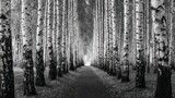 Monochromatic birch forest corridor leading to hazy light