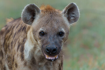 Wall Mural - spotted hyena (crocuta crocuta) was stealing and eating from the carcass in mashatu game reserve in 
