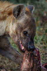 Wall Mural - spotted hyena (crocuta crocuta) was stealing and eating from the carcass in mashatu game reserve in 