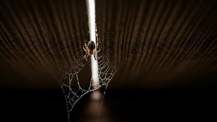 Close-up of spider web with spider and water droplets in dark lighting, spiderweb detail.