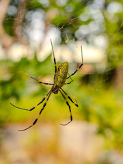 spider on a web