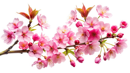 Pink and red cherry blossoms branch isolated on white background floral design