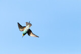 En picado velozmente este Abejaruco europeo (Merops apiaster)