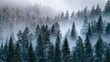 © Irina - Dense boreal forest with snow-covered pine trees and winter fog