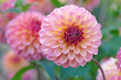 © Alexandra - Pink and yellow decorative ball dahlia ‘Foxy Lady US’ in flower.
