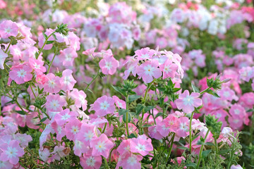 Wall Mural - Pale pink Phlox drummondii grandiflora, or annual phlox, in flower.