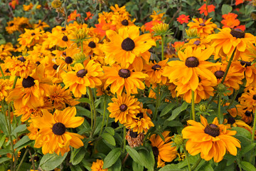 Wall Mural - Bright yellow golden Rudbeckia hirta ‘Goldilocks’, also known as a black eyed Susan, in flower.