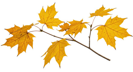 autumn maple branch with vibrant yellow leaves isolated on white background.
