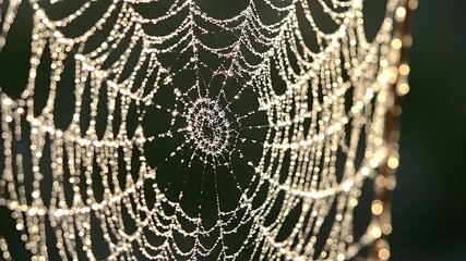 Glistening ice crystals on a delicate spider web in the morning sun.