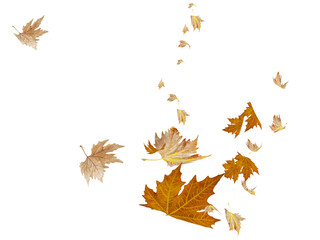 Wall Mural - leaf leaves autumn falling - 3d rendering