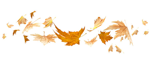 Wall Mural - leaf leaves line autumn falling  for background - 3d rendering