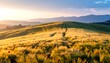 © Felly - Golden Wheat Field on Rolling Hills at Sunset.