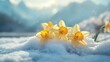 © aquaser - Daffodils blooming in snow, mountain backdrop, spring arrival