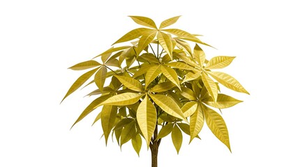 Golden foliage tree isolated against a white background for design elements
