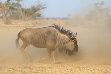 Wall Mural - A blue wildebeest (Connochaetes taurinus) in dust, Kalahari desert, South Africa