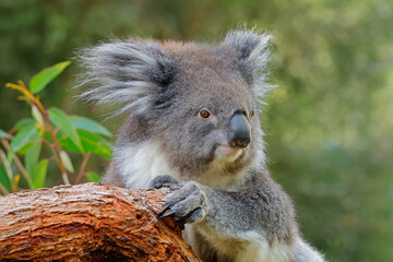 Wall Mural - Portrait of a cute koala (Phascolarctos cinereus) sitting in a tree, South Australia
