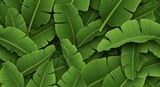 Lush foliage backdrop showcases overlapping vibrant green banana leaves