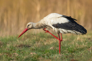 Wall Mural - Bird White Stork Ciconia ciconia hunting time early spring in Poland Europe warm colors sundown