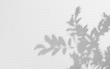 Wall Mural - shadow overlay ashberry twig on transparent background
