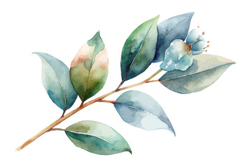 Watercolor Eucalyptus Leaf and Flower Branch vector illustration