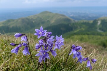 Wall Mural - Campanula rotundifolia found at high altitude of 2,260 meters, known as harebell or Scottish bluebell, represents Sweden's floral symbol.