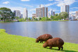 Group of capybaras grazing on green grass by lake with streets buildings in background. This striking contrast between wildlife and cityscape illustrates peaceful urban coexistence and Brazil cities