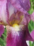 Zbliżenie na kwiat irysa