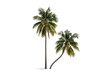 © ريحان - Two green palm trees with brown trunks isolated on white background coconut tree tropical