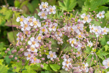 Wall Mural - Eriocapitella hupehensis or Anemone hupehensis.  Beautiful  autumn anemone flower in the garden. Japanese anemone or  windflower.