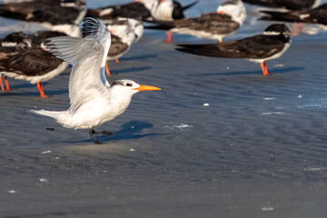 Wall Mural - A royal tern landing on a beach