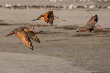 Wall Mural - Marbled godwits flying over a beach