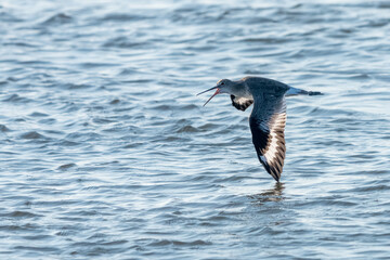 Wall Mural - An Eastern willet flying over the ocean