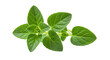 © Carlos - Fresh oregano sprig isolated PNG, aromatic herb with green leaves for cooking and culinary use on transparent background