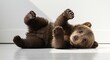 © David - Osezno bebé de oso pardo muy adorable posa recostado bajo una luz natural suave y acogedora