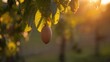 © Ajigus - A single, light-brown passion fruit seed pod hangs from a tree branch, bathed in golden sunlight, highlighting delicate leaves.
